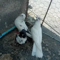 تهرانی سرحال