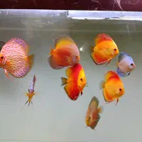 ماهی دیسکس با اکواریوم بزرگ همراه وسایل