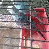 مرغ عشق جفت دوبارجوجه دادن|پرنده|تهران, اتابک|دیوار