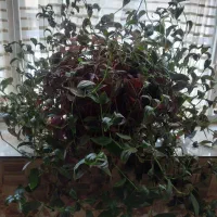 گل های طبیعی زیبا|گل و گیاه طبیعی|سنندج, |دیوار