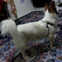 پامر اشپیتز|سگ|رباط‌کریم, نصیرشهر|دیوار