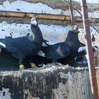 نرو ماده قره سیاه شهری