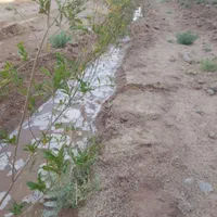 باغ باغچه زمین سوله چهاردیواری هکتاری سنددار|فروش زمین و ملک کلنگی|ملارد, |دیوار