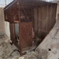 کبوتر قفس کبوتر
