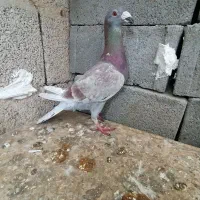 کبوتر قورگی وسار