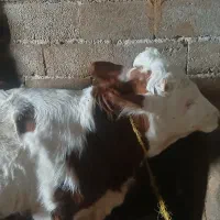 گاو سمینتال اصل|حیوانات مزرعه|مشگین شهر, |دیوار