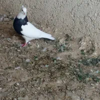 کبوترطوقی|پرنده|لامرد, |دیوار