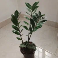 گل آپارتمانی