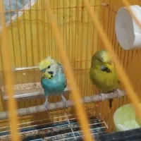 یک جفت مرغ عشق پروانه ای و انگلیسی