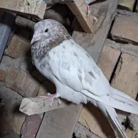 کفتر|پرنده|سیرجان, |دیوار