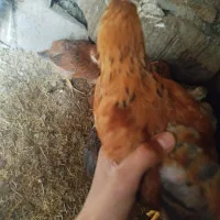 جوجه گلپایگان