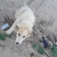 توله نر|سگ|خوسف, |دیوار