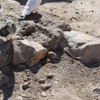 سه عددکبوتر