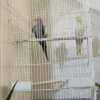 عروس هلندی سخن گو