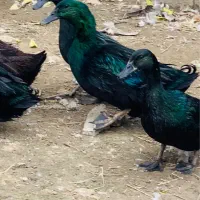 جوجه اردک کایوگا بیگ سایز|حیوانات مزرعه|قائم‌شهر, |دیوار