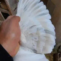 چپ هفرنگ لایی نر|پرنده|اسفراین, |دیوار