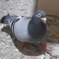 پلاکی نر مست ۲۰۱۵ وارداتی عراق