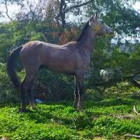 اسب|اسب و تجهیزات اسبسواری|بوشهر, |دیوار