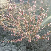 زمین-مسکون210متر