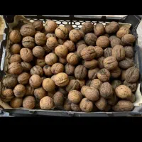 گردو سعادت شهر مال امسال