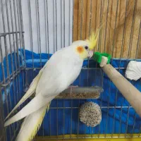 عروس هلندی نر|پرنده|بره‌سر, |دیوار