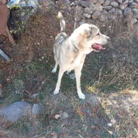 سگ عراقی|سگ|اردبیل, |دیوار