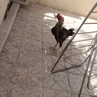 فروش