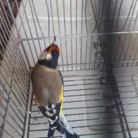 سهره 2500|پرنده|شیراز, بریجستون|دیوار