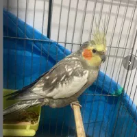 طوطی عروس نر بالغ