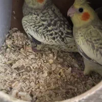 جوجه عروس هلندی ۴ عدد