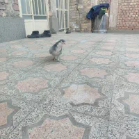 سبز رسمی کلاهی