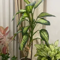 گل طبیعی دیفن باخیا