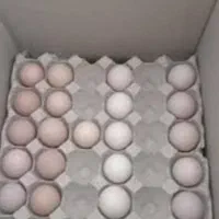 تخم مرغ لاری اصیل تازه