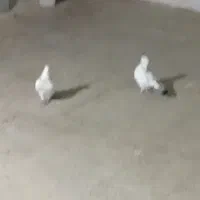 کفتر کبوتر|پرنده|نورآباد, |دیوار