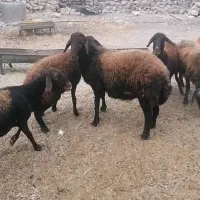شیشک همو فروشی