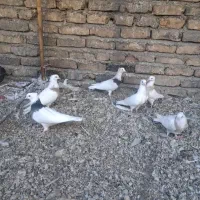 کبوتر طوقی