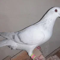 دم سفید و پاکستانی|پرنده|تربت‌حیدریه, بالا ولایت|دیوار