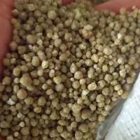 فروش  کود شیمیایی پائیزه برای گندم|خدمات باغبانی و درختکاری|شیرینسو, |دیوار