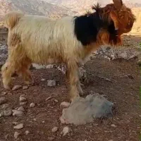 میش بره بیگ دوبر|حیوانات مزرعه|اندیکا, |دیوار