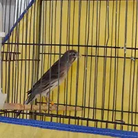 قناری نر مست مست