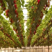 ۳۰۰۰ متر گلخانه توت فرنگی