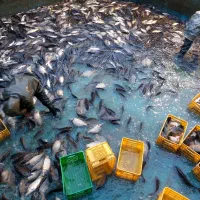 خرید و فروش ماهی کپور ( پرورشی )