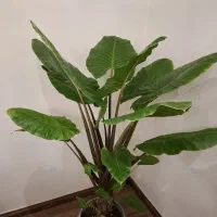 گیاه گل بابا آدم
