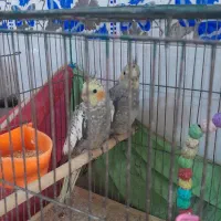 فروش دو عدد عروس هلندی