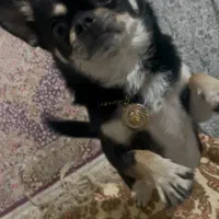 سگ شیواوا اپل هد|سگ|تهران, افسریه شمالی|دیوار