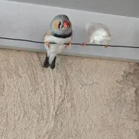 فنچ کینگ لایت بک