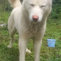 سگ هاسکی قیمت توافقی