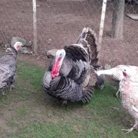 بوقلمون نر و جوجه اردک محلی فومن