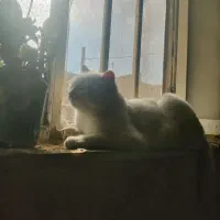 گربه خانگی dsh|گربه|نی‌ریز, |دیوار