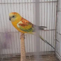 طوطی اواز خوان مولد به شرط